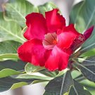 4 Seeds Adenium Dark Red Petals Flower
