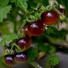 200 Seeds Tomato 'Blue Berries' Fruit