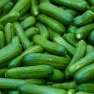 40 Seeds Cucumber Mixed Mini Small Medium Large Vegetable