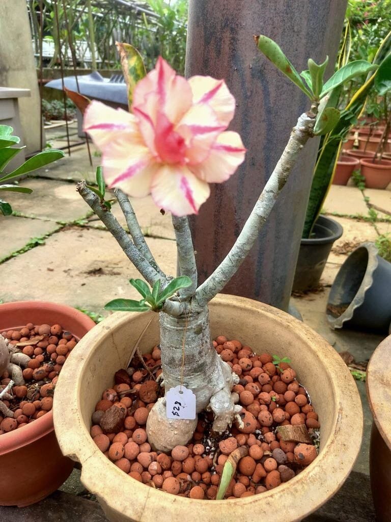 4 Seeds Adenium Yellow Petals Dark Red Thick Stripe Flower