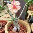 4 Seeds Adenium Yellow Petals Dark Red Thick Stripe Flower