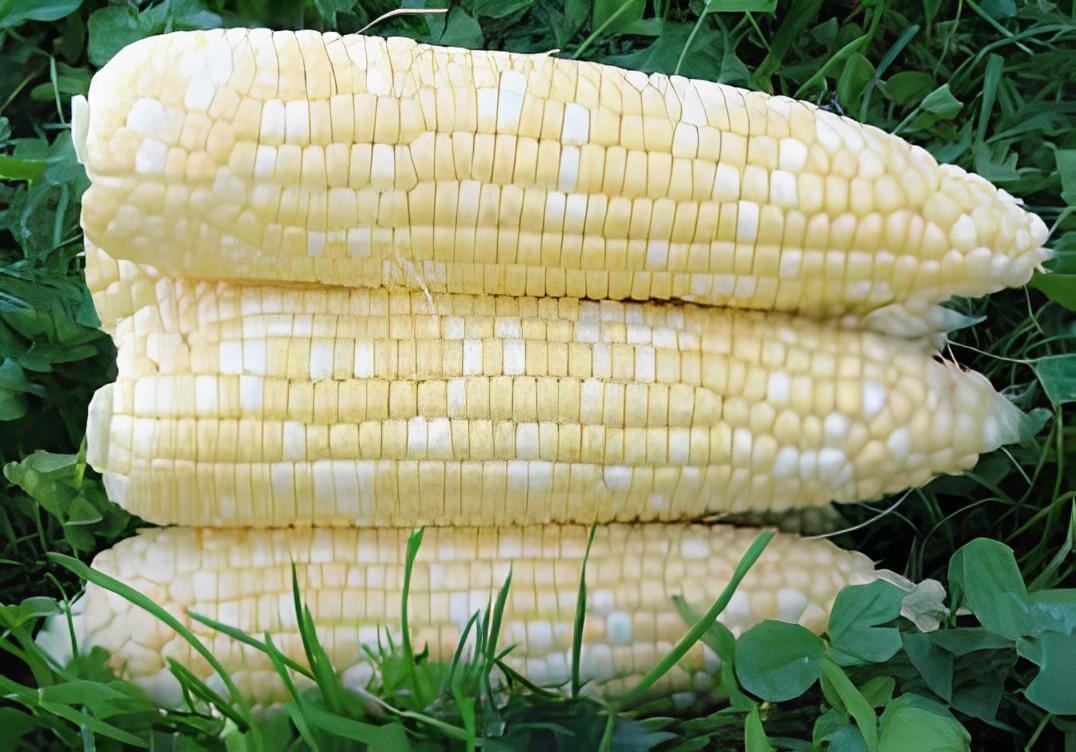 200 Seeds Corn 'Super Sweet 2008' Fruit Corn