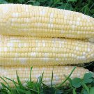 200 Seeds Corn 'Super Sweet 2008' Fruit Corn