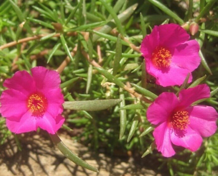 400 Seeds Rose Red Heronsbill Flowers Sunflower