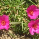 400 Seeds Rose Red Heronsbill Flowers Sunflower