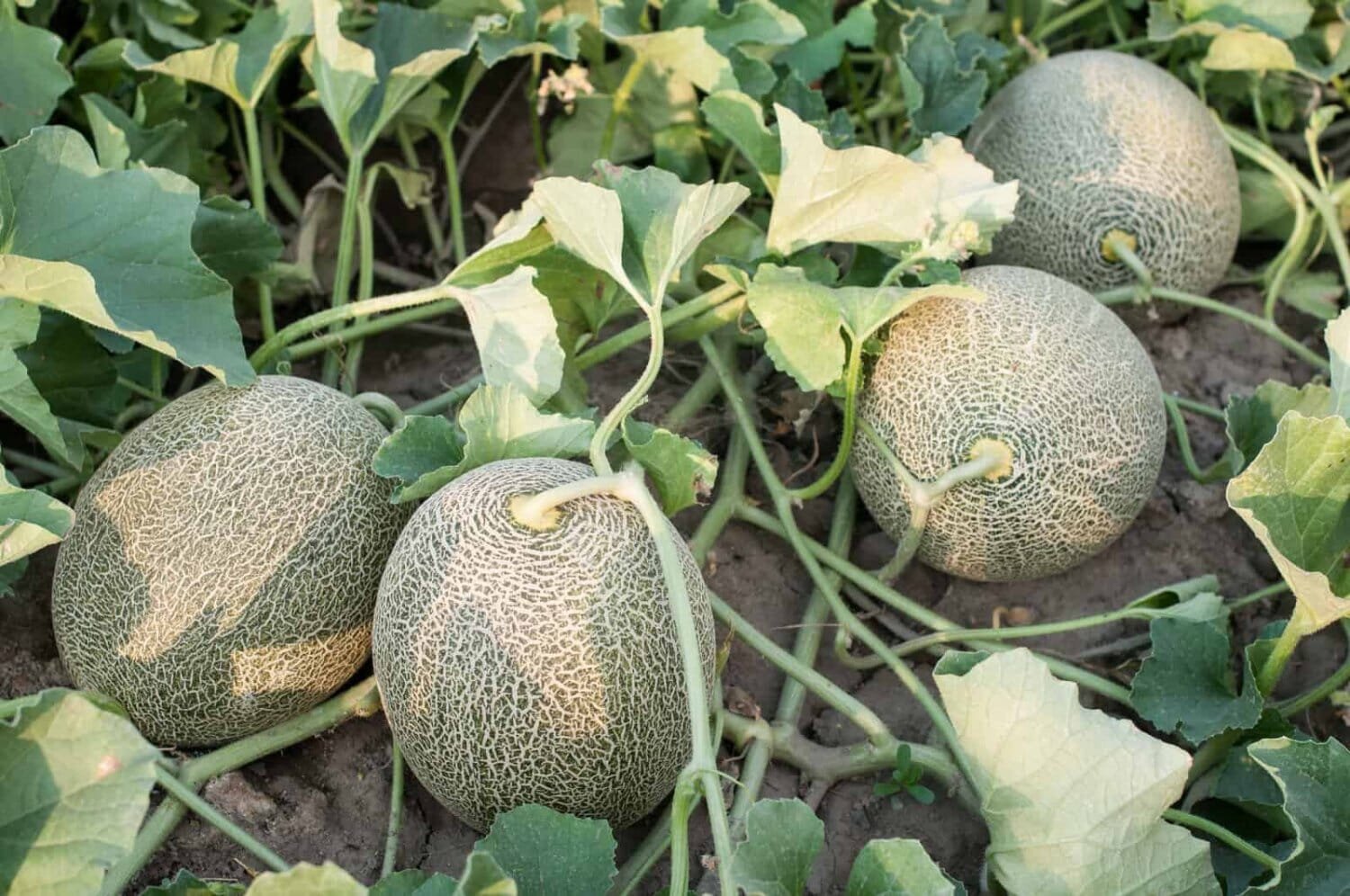 40 Seeds White Sweet Muskmelon Organic