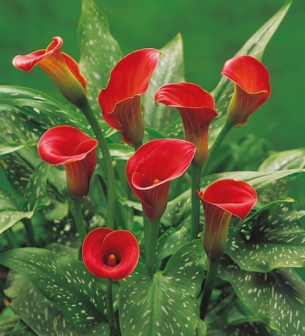 200 Seeds Zantedeschia Urban Romance Arum Lily