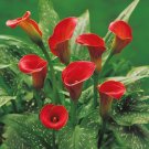 200 Seeds Zantedeschia Urban Romance Arum Lily