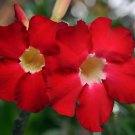 4 Seeds 'Qunju' Fresh Red Cluster of Desert Rose