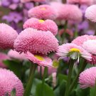 60 Seeds Pink Little Daisy Flower