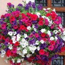 200 Seeds Park's Glamorous Girl Mixed Garden Petunia