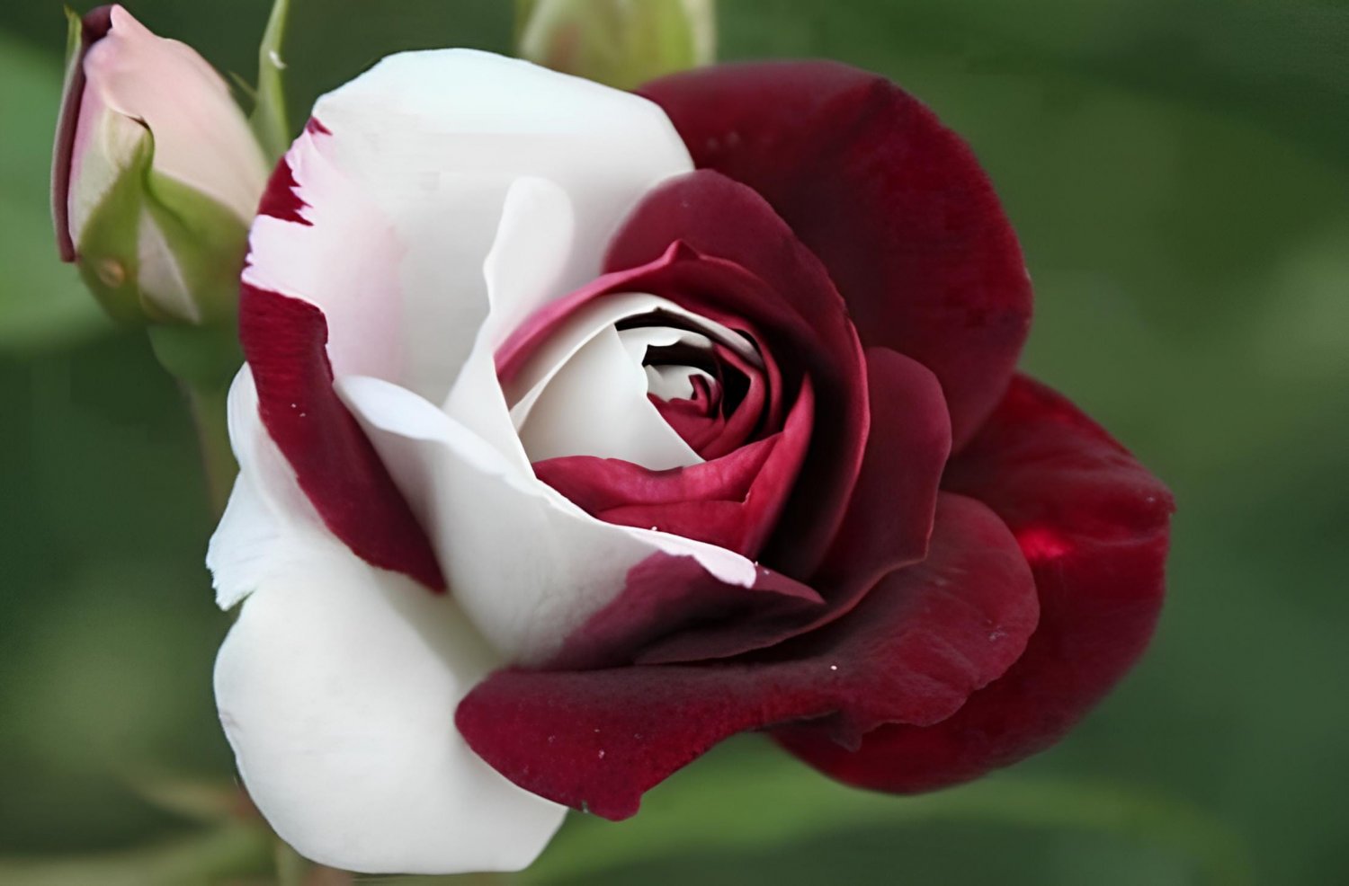 100 Seeds 'Zampa' Dust Rose Bi-Color Bonsai Flowers