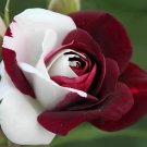 100 Seeds 'Zampa' Dust Rose Bi-Color Bonsai Flowers
