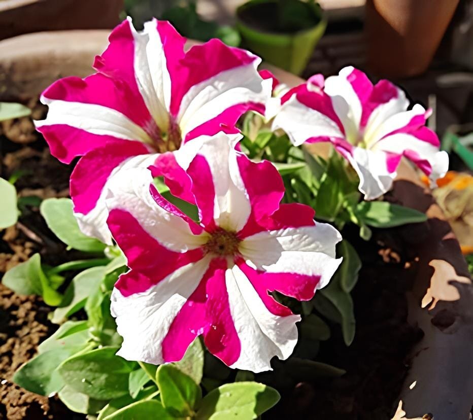100 Seeds Rose Red Garden Petunia with White Stripe Annual Flower
