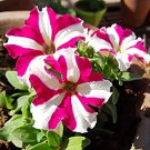 100 Seeds Rose Red Garden Petunia with White Stripe Annual Flower