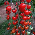 20 Seeds Sweet Red Cherry Tomato 'Hong Gu Niang' Organic