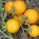 60 Seeds Yellow 'Pearl' Cherry Tomato Organic