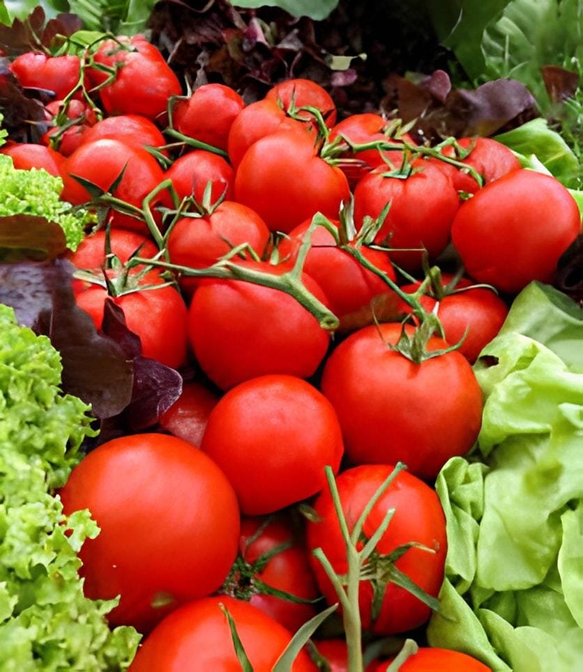 400 Seeds Tomato 'Qiuguang 88' Big Red Vegetables