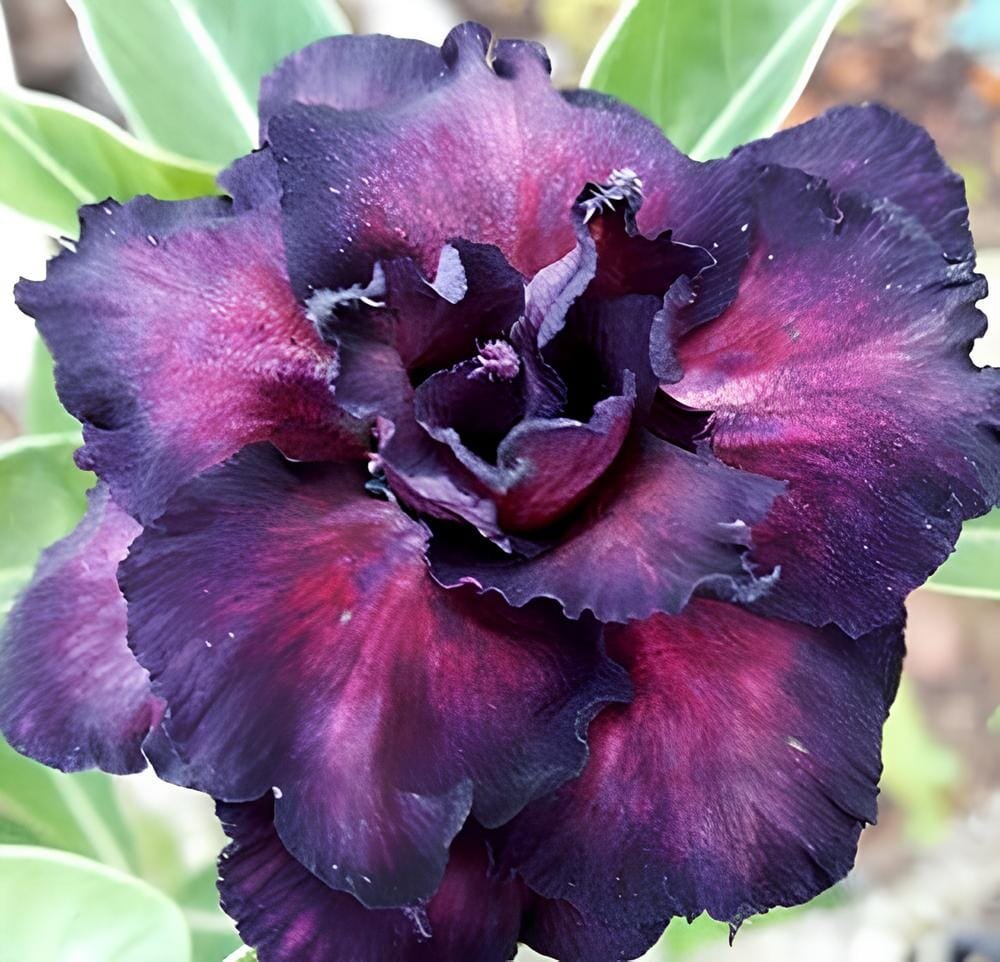 4 Seeds Thai Purple Adenium Desert Rose Bonsai