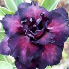 4 Seeds Thai Purple Adenium Desert Rose Bonsai