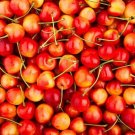 40 Seeds Rainier Cherries Female
