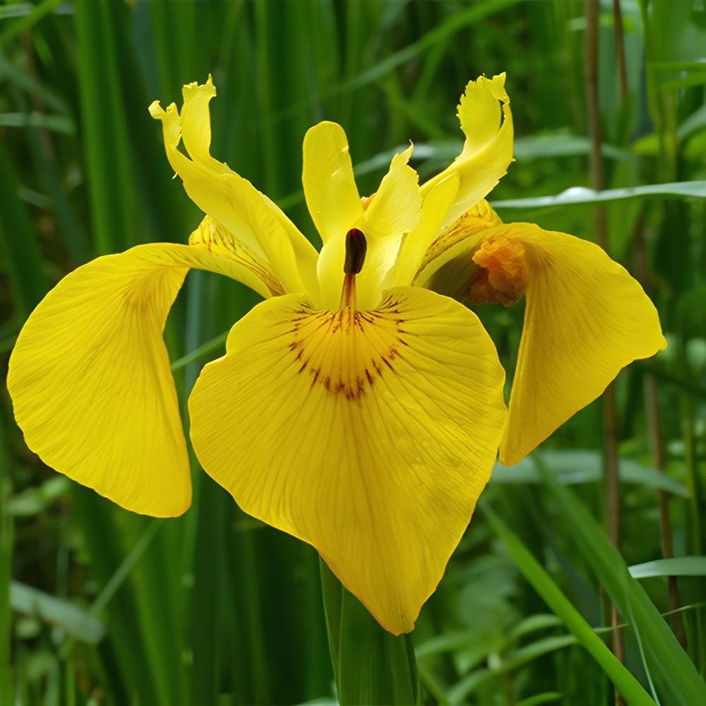 200 Seeds Iris Tectorum Golden Yellow Flowers