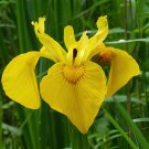 200 Seeds Iris Tectorum Golden Yellow Flowers