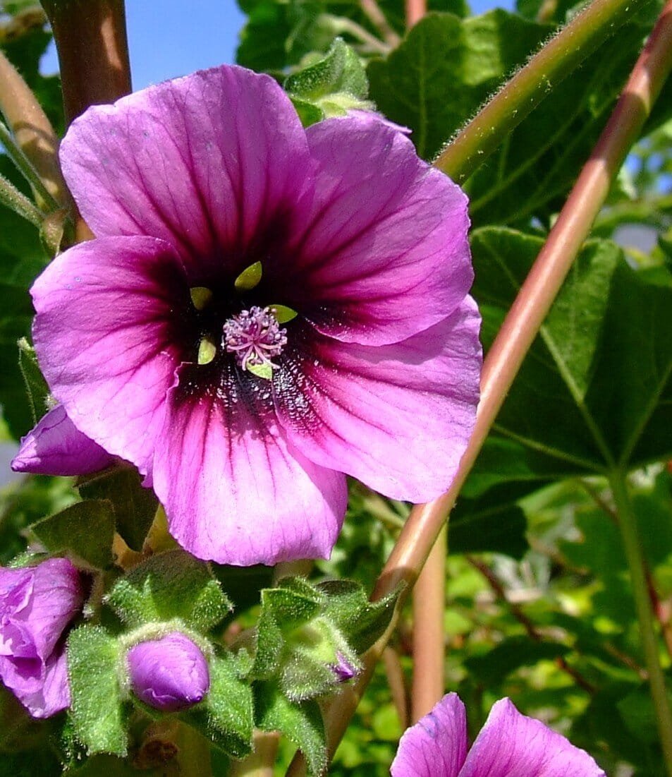 60 Seeds Lavatera arborea Tree Mallow Flower