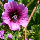 60 Seeds Lavatera arborea Tree Mallow Flower