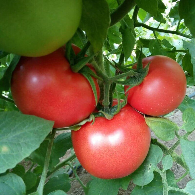 10 Seeds 'Lingyue' Pink Tomato Hybrid F1