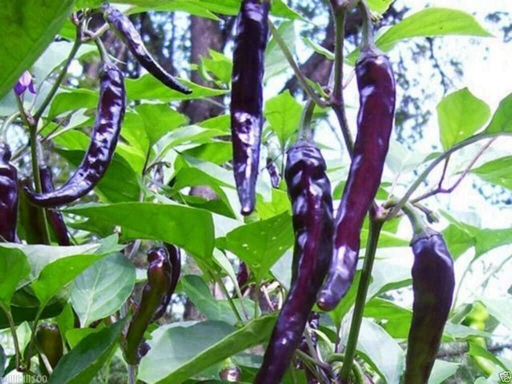 60 Seeds Purple Pod Peper Heirloom Violet Cluster Chilli