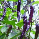 60 Seeds Purple Pod Peper Heirloom Violet Cluster Chilli