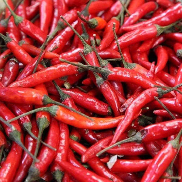 40 Seeds Fire Red Pod Pepper Hot Chilli Vegetable