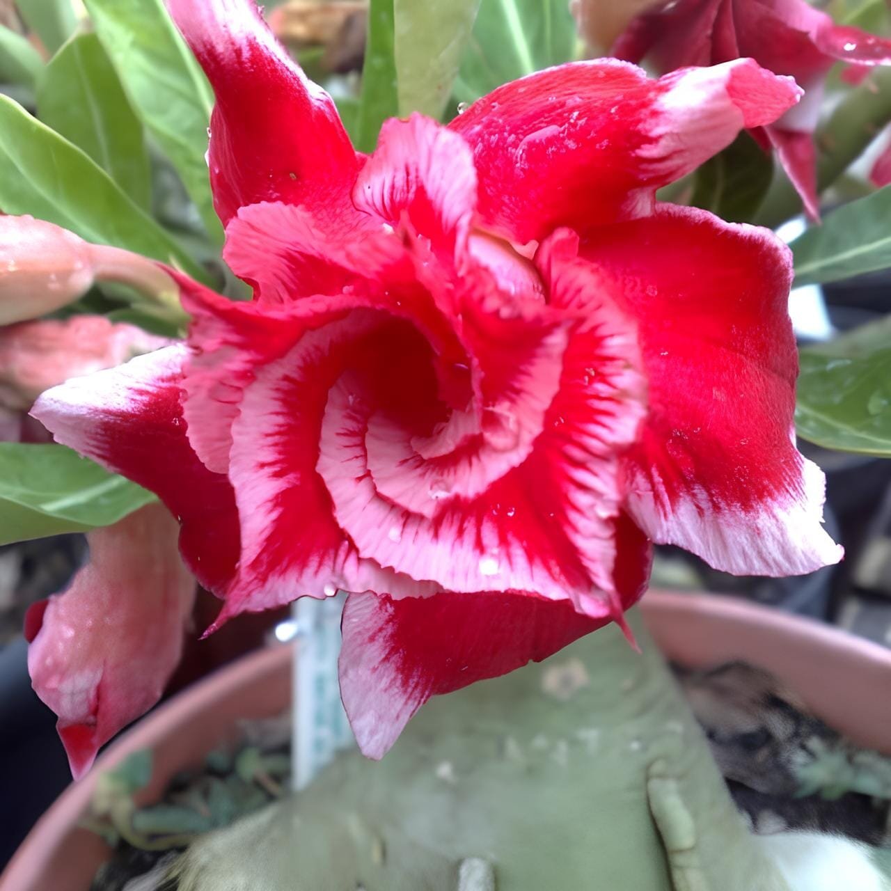 20 Seeds Rose Red Double Petals with White Stripes Bonsai