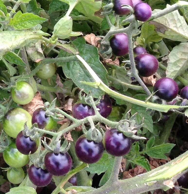 200 Seeds Bright Purple Bonsai Cherry Tomato Organic