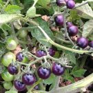 200 Seeds Bright Purple Bonsai Cherry Tomato Organic
