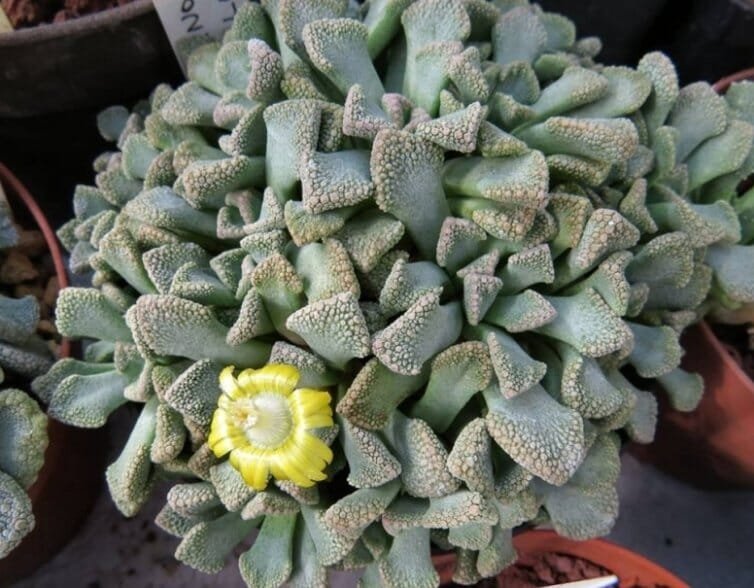 40 Seeds Titanopsis Mixed Succulents