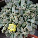 40 Seeds Titanopsis Mixed Succulents