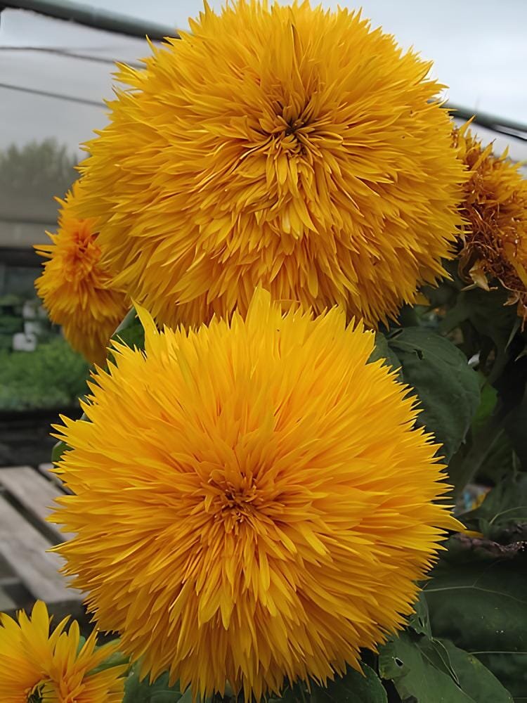 40 Seeds Golden Yellow Sunflowers Brushy Muiti-headed Annual Flower