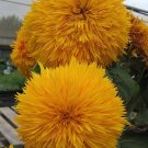 40 Seeds Golden Yellow Sunflowers Brushy Muiti-headed Annual Flower