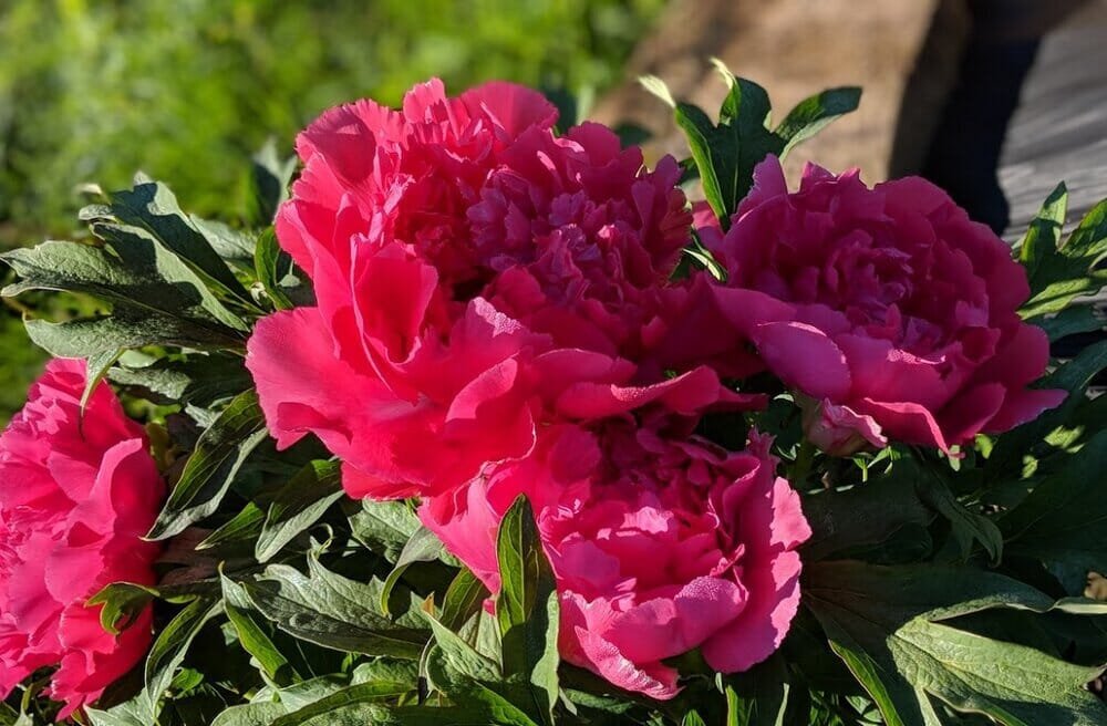 10 Seeds 'Hong Qi Man Juan' Dark Red Three-headed Peony Flower