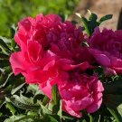 10 Seeds 'Hong Qi Man Juan' Dark Red Three-headed Peony Flower