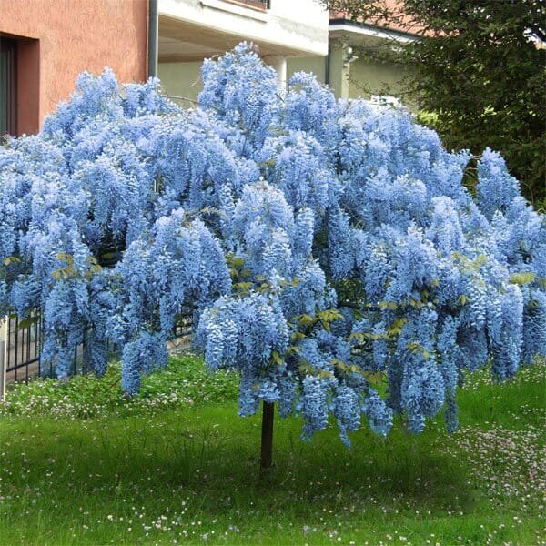 8 Seeds Blue Chinese Wisteria Vine Wisteria Sinensis