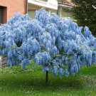 8 Seeds Blue Chinese Wisteria Vine Wisteria Sinensis
