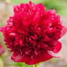 10 Seeds Peony Fresh Red Big Blooms Flower 3-layer bonsai