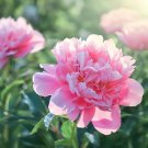 10 Seeds Peony Fully Pink Big Blooms Tree