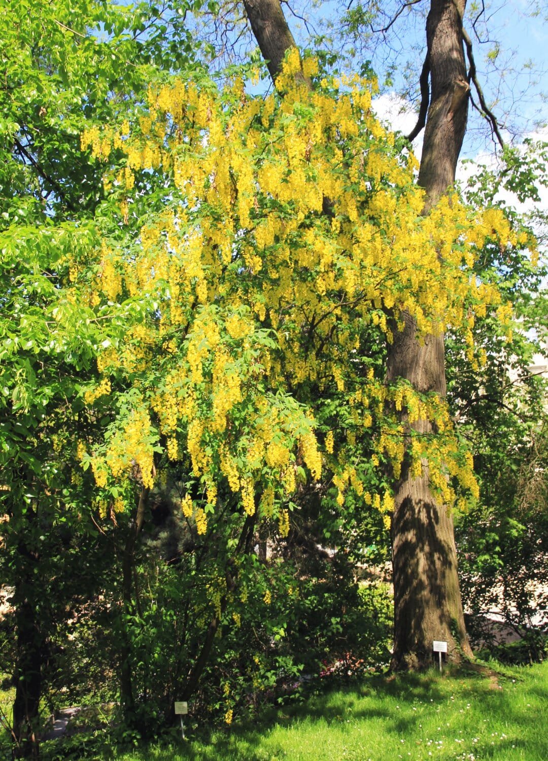 200 Seeds Golden Chain Tree Laburnum Anagyroides Yellow Flower