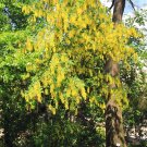 200 Seeds Golden Chain Tree Laburnum Anagyroides Yellow Flower