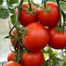 600 Seeds Tomato Red 'flat peach' Fruit Vegetable
