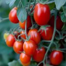 500 Seeds Cherry Tomato Red 'Manai' Fruit